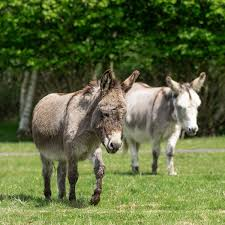 The Donkey Sanctuary in Sidmouth