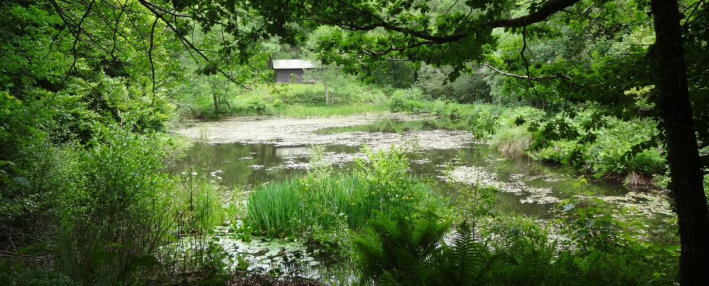 Offwell Woods